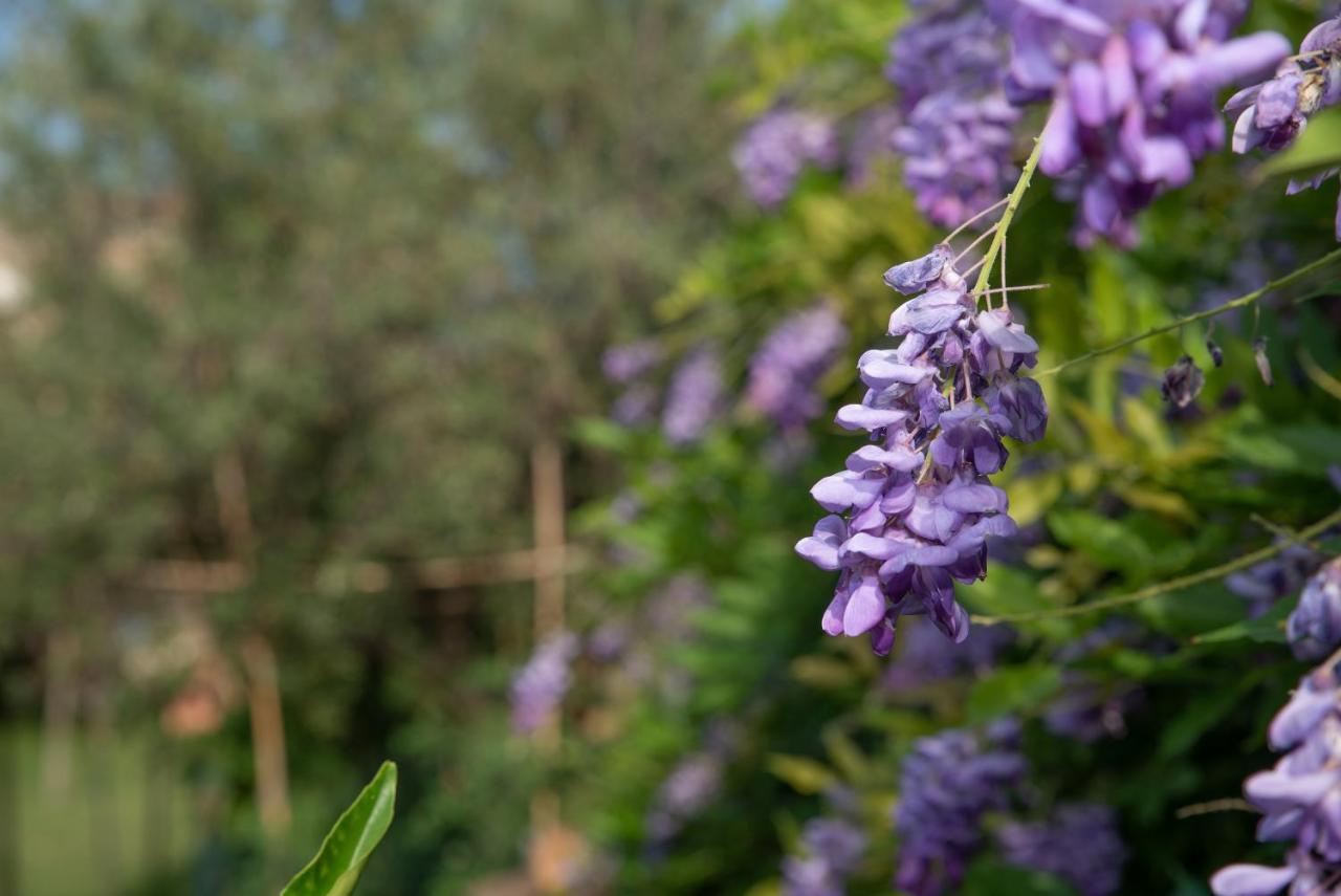 Villetta Corbezzolo ซาน เตโอโดโร ภายนอก รูปภาพ